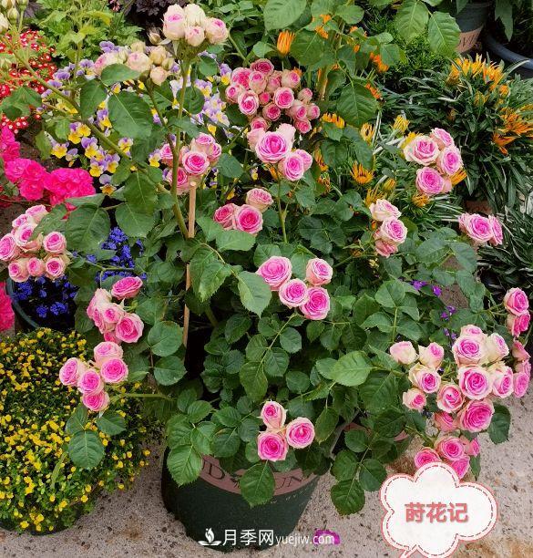 月季冬剪養(yǎng)護(hù)，豈能“統(tǒng)一行動(dòng)”？此篇揭開冬剪時(shí)間之謎(圖4)