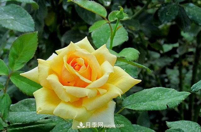 月季花5條養(yǎng)殖方法，花期長達(dá)180天，香味濃郁撲滿鼻(圖1)