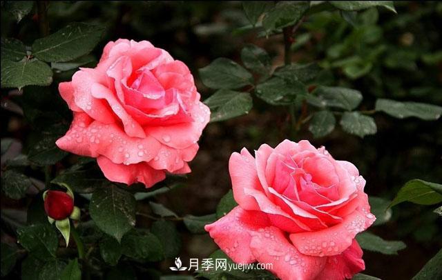 月季花5條養(yǎng)殖方法，花期長達(dá)180天，香味濃郁撲滿鼻(圖2)