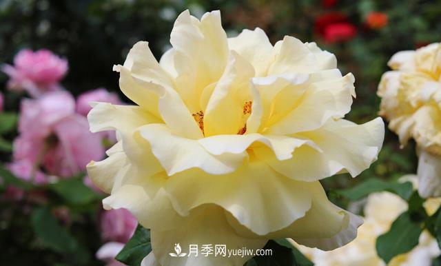 集齊這10種顏色的月季花品種，你就是花界大神，打開(kāi)眼界(圖2)