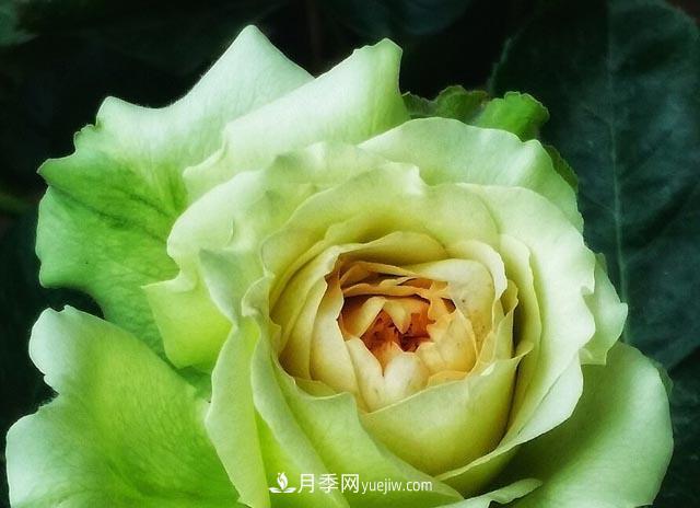 集齊這10種顏色的月季花品種，你就是花界大神，打開(kāi)眼界(圖4)
