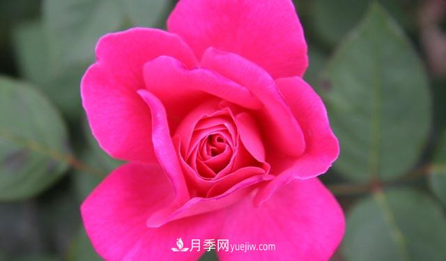 集齊這10種顏色的月季花品種，你就是花界大神，打開(kāi)眼界(圖5)