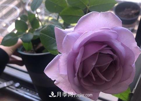 集齊這10種顏色的月季花品種，你就是花界大神，打開(kāi)眼界(圖6)