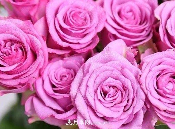集齊這10種顏色的月季花品種，你就是花界大神，打開(kāi)眼界(圖7)