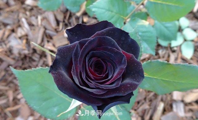 集齊這10種顏色的月季花品種，你就是花界大神，打開(kāi)眼界(圖8)
