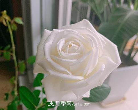 集齊這10種顏色的月季花品種，你就是花界大神，打開(kāi)眼界(圖9)