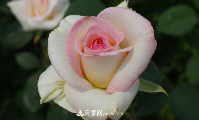 集齊這10種顏色的月季花品種，你就是花界大神，打開(kāi)眼界(圖10)