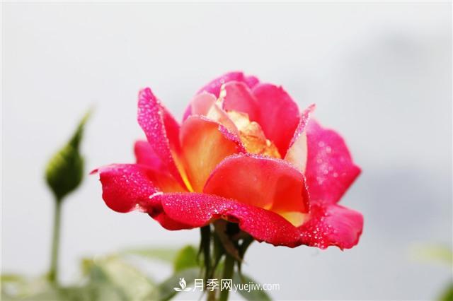 秋冬季節(jié)，月季花如何施肥和除蟲(圖1)