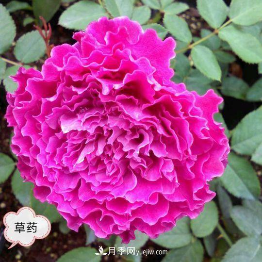 十月，月季栽種好時(shí)節(jié)，一堆月季小苗品種推薦(圖1)
