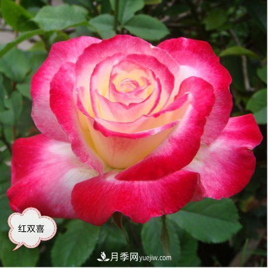 十月，月季栽種好時(shí)節(jié)，一堆月季小苗品種推薦(圖25)