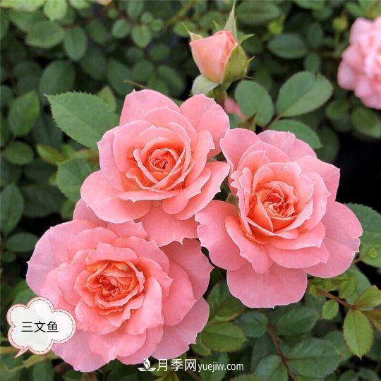 十月，月季栽種好時(shí)節(jié)，一堆月季小苗品種推薦(圖23)