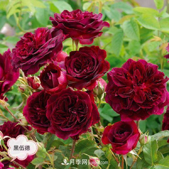 十月，月季栽種好時(shí)節(jié)，一堆月季小苗品種推薦(圖15)