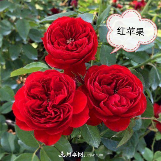 十月，月季栽種好時(shí)節(jié)，一堆月季小苗品種推薦(圖4)