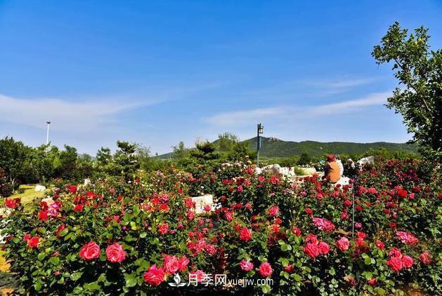 萊州月季之都，***浪漫的月季花海！看這里！(圖1)