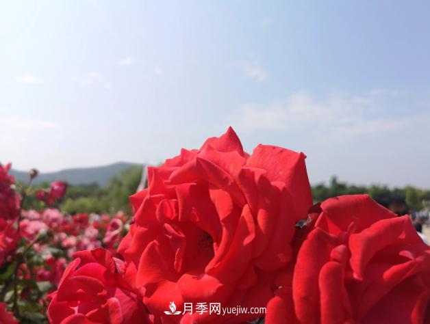 萊州月季之都，***浪漫的月季花海！看這里！(圖2)