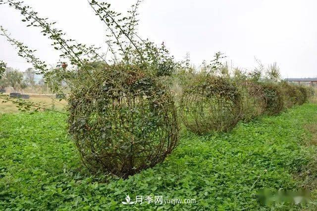 山東滕州北辛街道建成一座月季花海，總占地100畝真漂亮！(圖8)