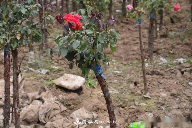 收來的月季老樁15塊錢一棵，枯死只能當(dāng)柴火，走進(jìn)南陽內(nèi)鄉(xiāng)樹形月季園(圖2)