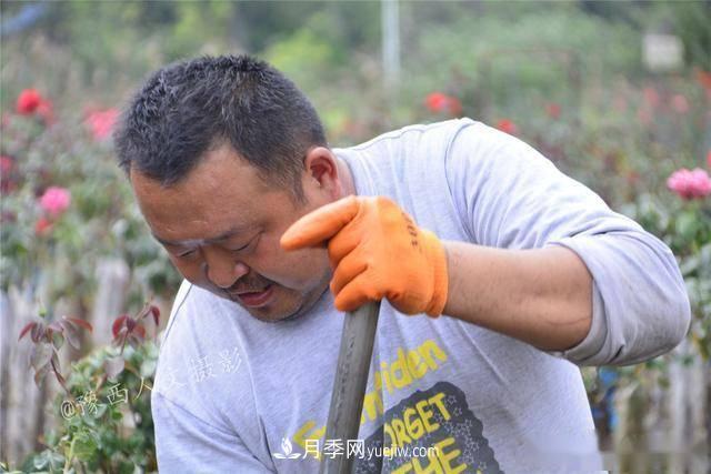 收來的月季老樁15塊錢一棵，枯死只能當(dāng)柴火，走進(jìn)南陽內(nèi)鄉(xiāng)樹形月季園(圖7)