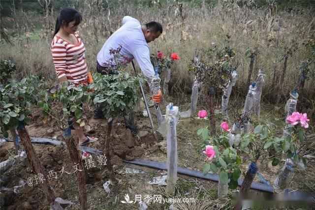 收來的月季老樁15塊錢一棵，枯死只能當(dāng)柴火，走進(jìn)南陽內(nèi)鄉(xiāng)樹形月季園(圖4)