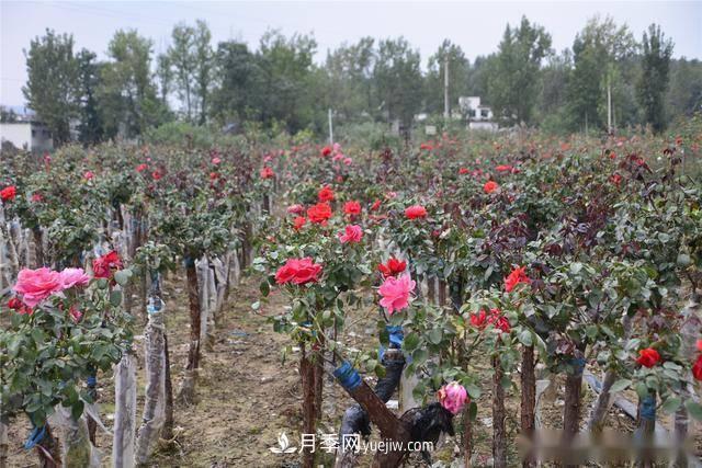 收來的月季老樁15塊錢一棵，枯死只能當(dāng)柴火，走進(jìn)南陽內(nèi)鄉(xiāng)樹形月季園(圖8)