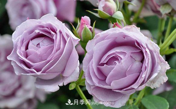 藍紫色月季經(jīng)典品種--藍色風(fēng)暴(圖1)