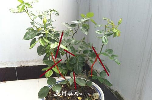 月季冬天如何修剪？冬天能重剪嗎？(圖3)