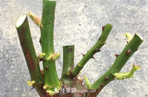 月季冬天如何修剪？冬天能重剪嗎？(圖2)