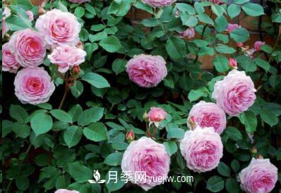 不可錯過的經(jīng)典灌木月季品種介紹大全！(圖10)