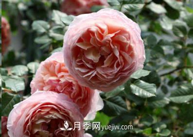 不可錯過的經(jīng)典灌木月季品種介紹大全！(圖1)