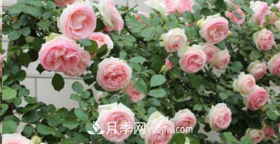 不可錯過的經(jīng)典灌木月季品種介紹大全！(圖19)
