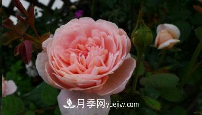 不可錯過的經(jīng)典灌木月季品種介紹大全！(圖9)