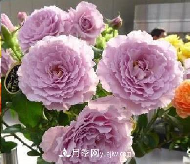 不可錯過的經(jīng)典灌木月季品種介紹大全！(圖22)