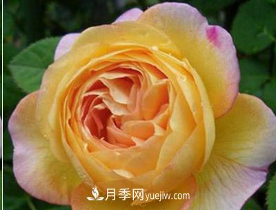 不可錯過的經(jīng)典灌木月季品種介紹大全！(圖14)
