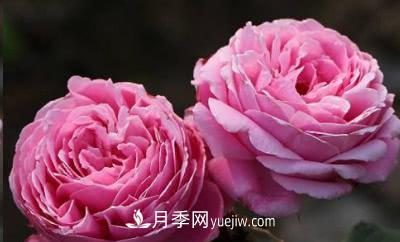 不可錯過的經(jīng)典灌木月季品種介紹大全！(圖17)