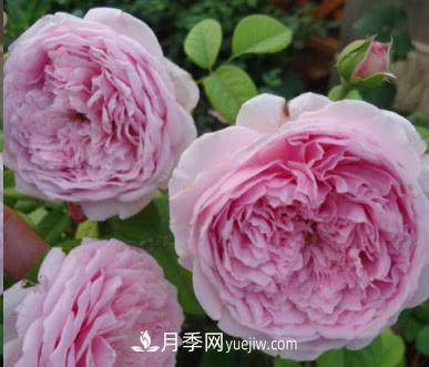 不可錯過的經(jīng)典灌木月季品種介紹大全！(圖8)