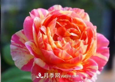 不可錯過的經(jīng)典灌木月季品種介紹大全！(圖15)