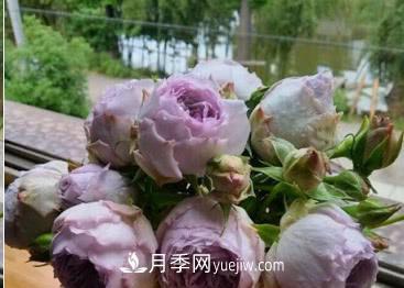 不可錯過的經(jīng)典灌木月季品種介紹大全！(圖21)
