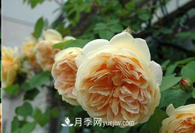 不可錯過的經(jīng)典灌木月季品種介紹大全！(圖12)