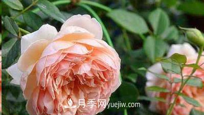 不可錯過的經(jīng)典灌木月季品種介紹大全！(圖4)