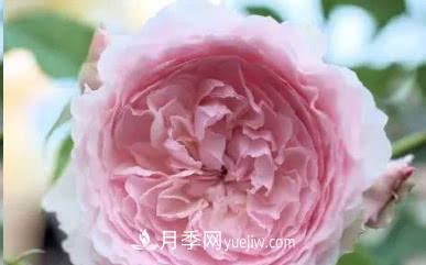 不可錯過的經(jīng)典灌木月季品種介紹大全！(圖20)
