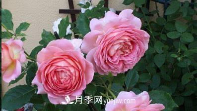不可錯過的經(jīng)典灌木月季品種介紹大全！(圖3)