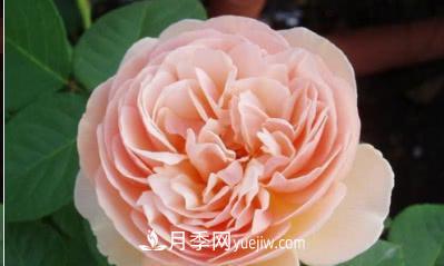不可錯過的經(jīng)典灌木月季品種介紹大全！(圖7)