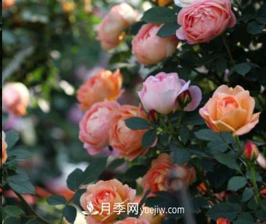 不可錯過的經(jīng)典灌木月季品種介紹大全！(圖11)