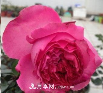 不可錯過的經(jīng)典灌木月季品種介紹大全！(圖16)