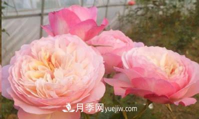 不可錯過的經(jīng)典灌木月季品種介紹大全！(圖13)