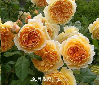 不可錯過的經(jīng)典灌木月季品種介紹大全！(圖2)