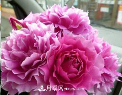 不可錯過的經(jīng)典灌木月季品種介紹大全！(圖29)