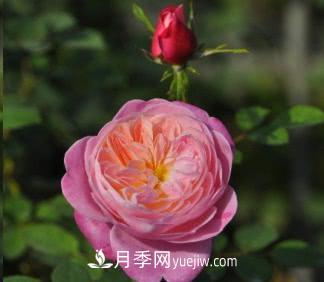 不可錯過的經(jīng)典灌木月季品種介紹大全！(圖26)