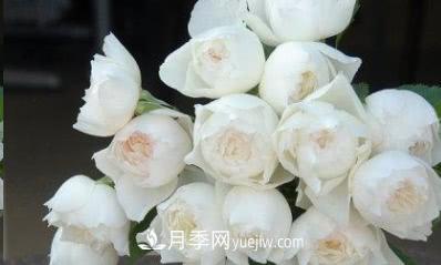不可錯過的經(jīng)典灌木月季品種介紹大全！(圖30)