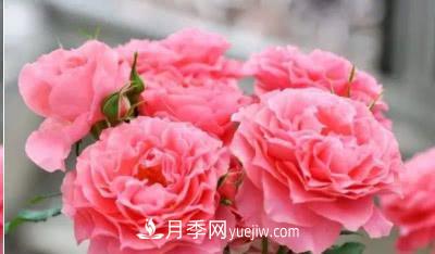 不可錯過的經(jīng)典灌木月季品種介紹大全！(圖24)